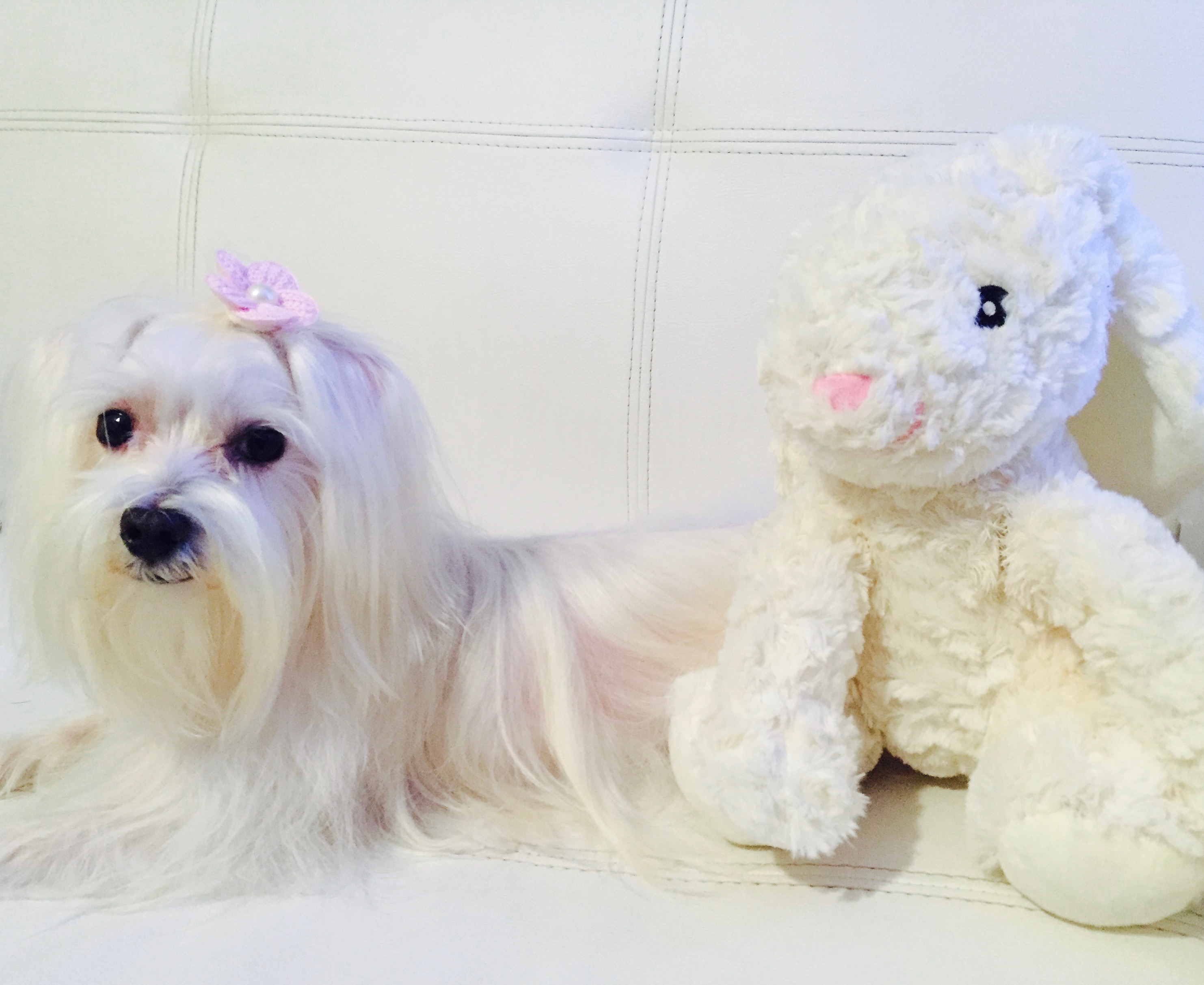 Dog Grooming Essentials You Must Have Indefinite Us